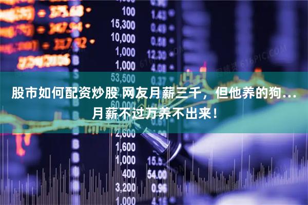 股市如何配资炒股 网友月薪三千，但他养的狗…月薪不过万养不出来！